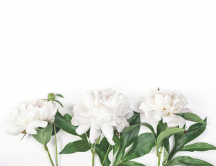Three white peony flowers on white background. Top view with copy space. Flat lay.