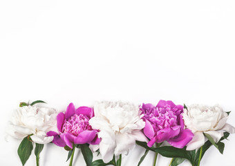 White and pink peony flowers on white background. Top view with copy space. Flat lay.