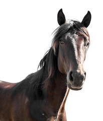 Portrait of a bay horse on a white background