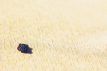 Encephalitic mite shrank and lies on the table pretending to be dead.