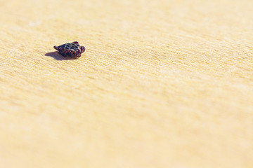 Encephalitic mite shrank and lies on the table pretending to be dead.