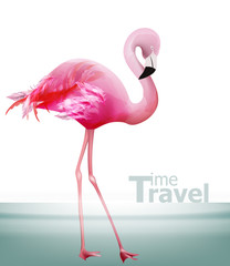 Flamingo card Vector. Beautiful pink bird on blue backgrounds