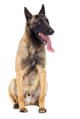 Belgian shepherd dog looking at white background