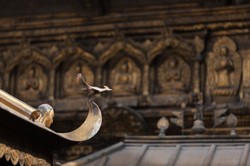 The decorative symbolical bird made of bronze on a peak of the Buddhist Golden temple in the capital of Nepal - Kathmandu. Against the background of are visible Buddhas and bodkhisattvas.