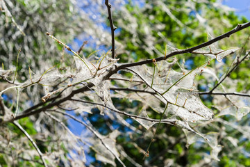 Spiderweb on tree branches. bird cherry moth Yponomeutidae