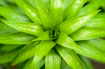 symmetry and harmony