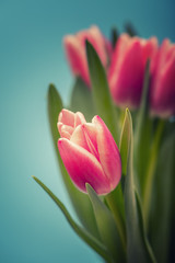 tulip flowers background 