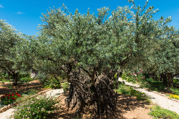 Fototapeta premium Olive trees in Gethsemane garden, Jerusalem
