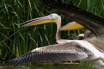 Great white pelican (Pelecanus onocrotalus), Lake Jipe, Tsavo, Coast, Kenya
