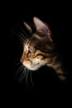 muzzle Bengali (portrait) kitten in profile on black background
