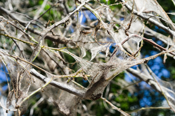 Spiderweb on tree branches. bird cherry moth Yponomeutidae
