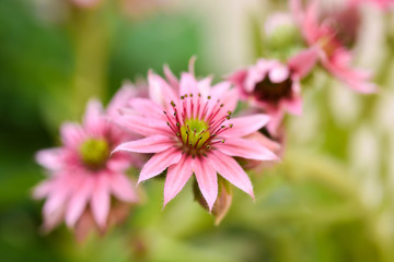 Fiore di pianta grassa