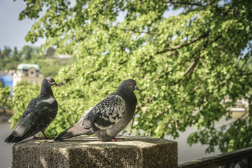 A couple of doves on Prague embankment