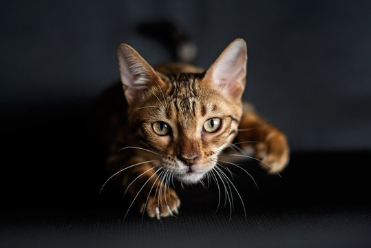 Bengal cat is preparing to jump on the hunt. A portrait of the animal