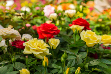 Yellow and red roses