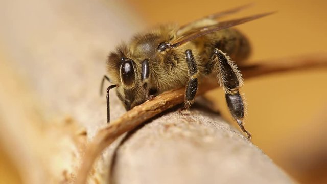 Bee on a branch