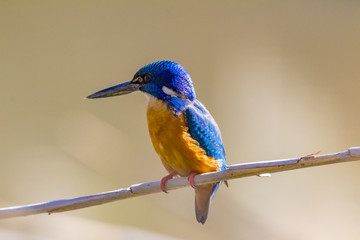 Half Collared Kingfisher on light background