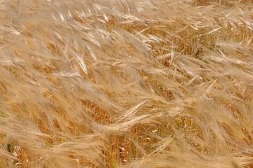 Above view of golden field of wheat ears in the wind