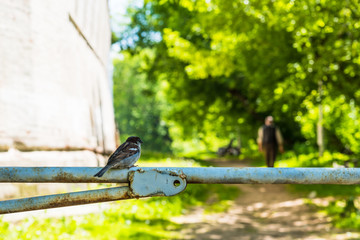 Sparrow on the pipe fence