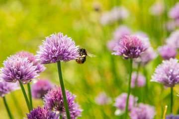 Bumblebee gathers nectar on a wild onion flower, close-up. A field of archery