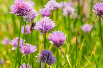 Bumblebee gathers nectar on a wild onion flower, close-up. A field of archery