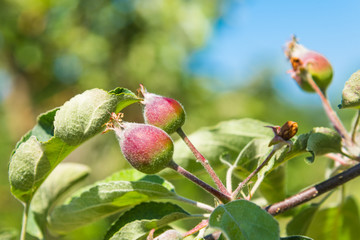 Ovary on a branch, close-up