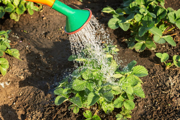 Watering can with strawberries close up view of the watering process