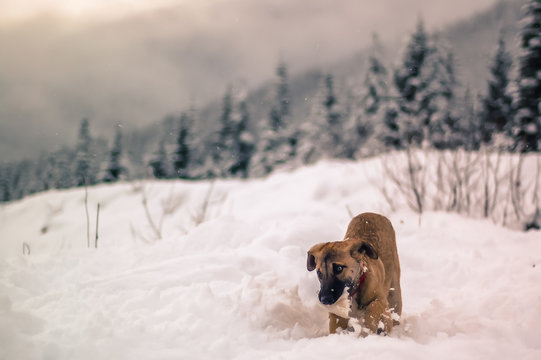 Dog playing in snow, Whistler, British Columbia, Canada