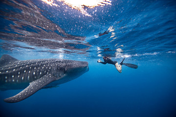 Underwater view of female snorkeler photographing whale shark, Quintana Roo, Mexico