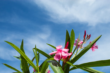 Pink Nerium oleander L. flower with a bright blue sky.