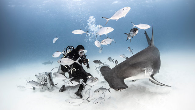Underwater view of diver photographing great hammerhead shark from seabed, Alice Town, Bimini, Bahamas
