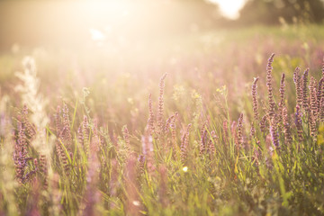 background of blooming sage