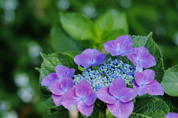 紫陽花