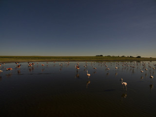 Flamingos in patagonia , Aerial View