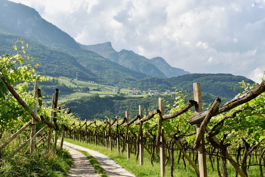 S&uuml;dtirol - Weinberg zwischen Tramin und Kaltern