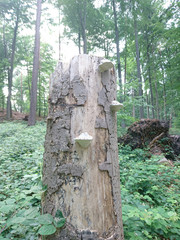Baumpilze an totem Baumstamm