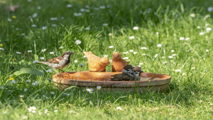 Baden in der Vogeltränke