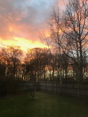 Sunset in trees