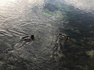 Ducks 