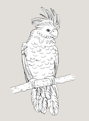 Cockatoo line drawing, vector