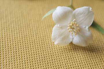 Small branch of philadelphus coronarius with one white beautiful flower with four petals on yellow background at shallow depth of field with copy space for text as template for greeting card.