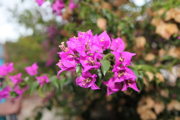 Obraz premium flower