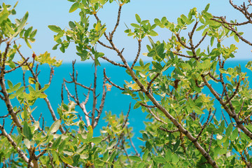 Beautiful Sea and rocks landscape. Crimean plants. Closeup.