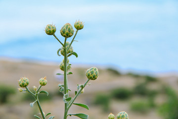 Crimean burdock plants. Beautiful Sea and rocks landscape. Closeup.