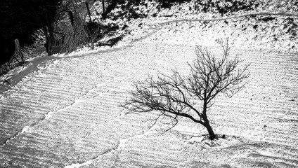 black and white photo of a tree in a snow-covered field 