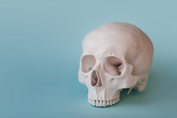 Human skull no jaw on clear blue background.