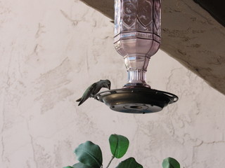 Green and black hummingbird drinking from a feeder 