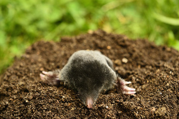 Mole in garden. Talpa europaea, crawling out of brown molehill, green grass lawn background