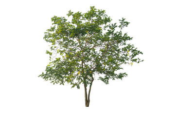 Obraz premium Tree isolated with clipping path