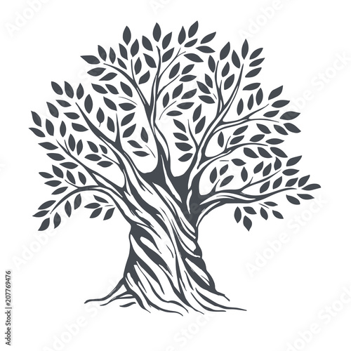 "Hand drawn olive tree. Vector sketch illustration" Stock ...
